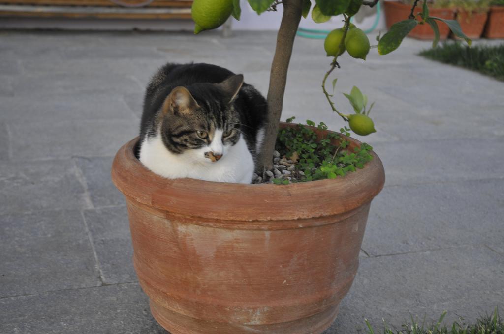 Casa Lucesole ξενώνας Fontanile Εξωτερικό φωτογραφία